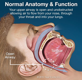 normal-anatomy